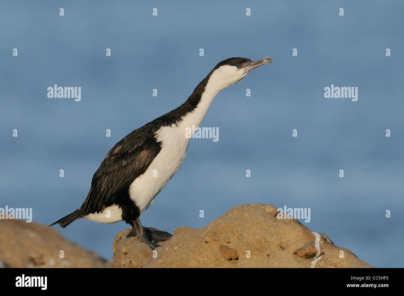 Black-faced Cormorant Phalacrocorax fuscescens Photographed in Tasmania, Australia Stock Photo