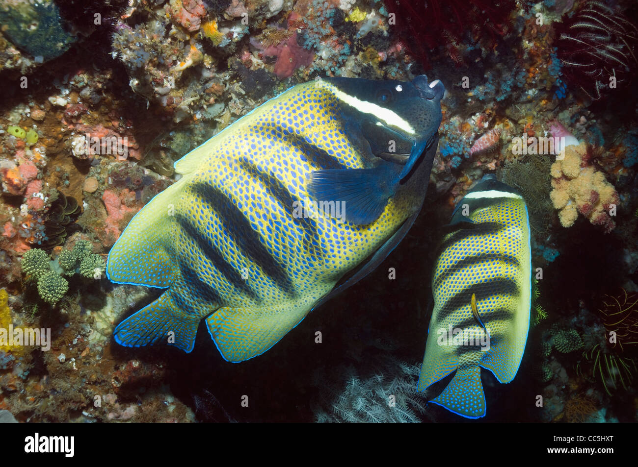 Six-banded angelfish (Pomacanthus sexstriatus) being cleaned by a Bluestreak cleaner wrasses (Labroides dimidiatus). Indonesia. Stock Photo