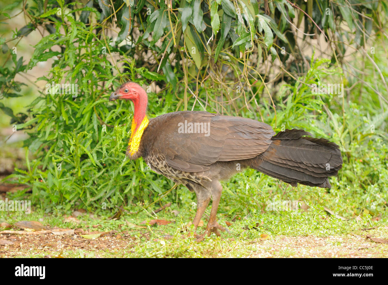 Australian BrushTurkey Alectura lathami Male in breeding plumage