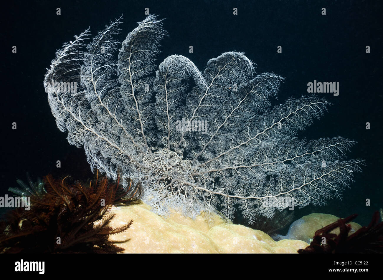 Basket star hi-res stock photography and images - Alamy