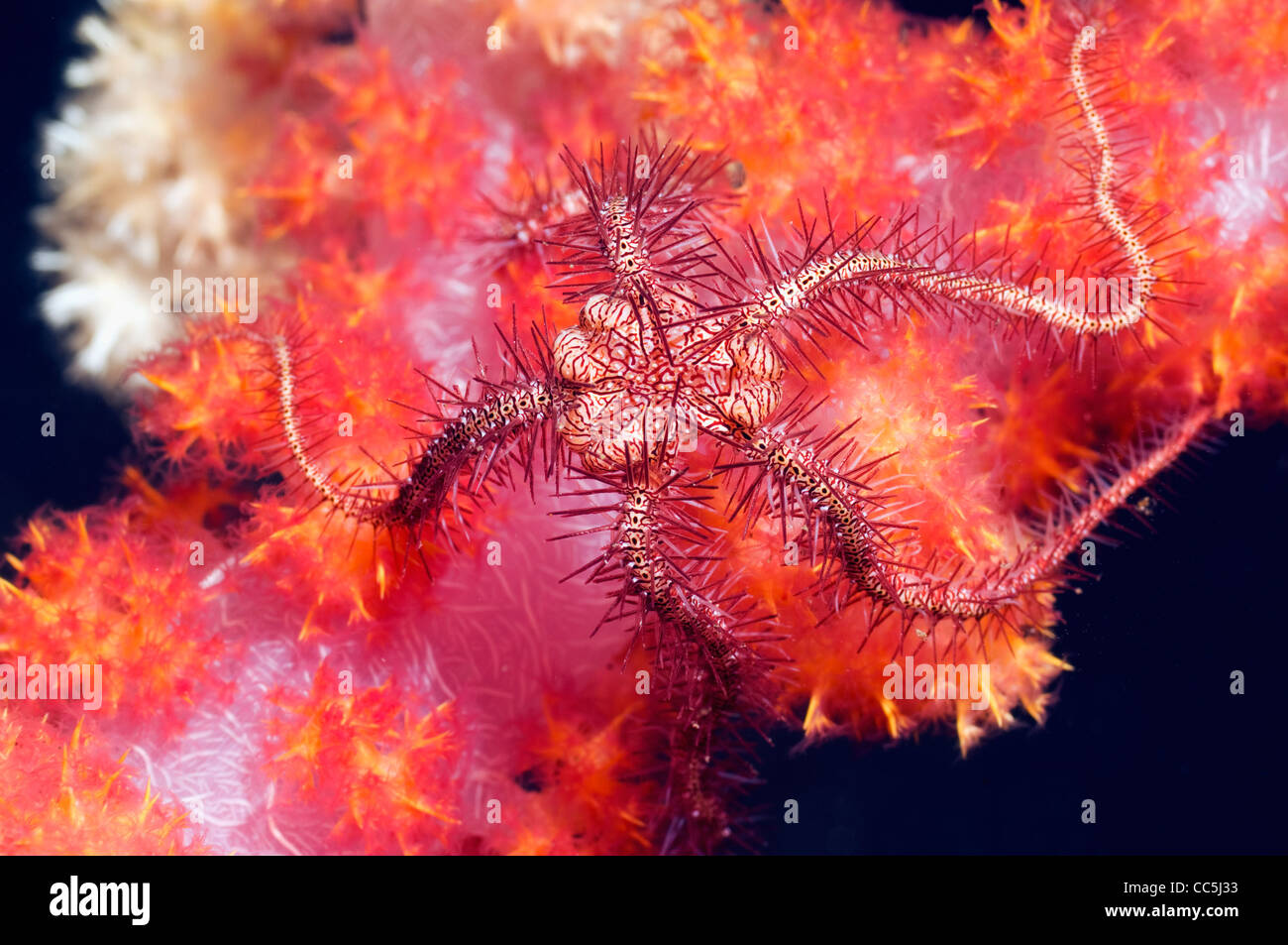 Brittlestar (Ophiothrix species) perched on soft coral. Rinca, Komodo ...