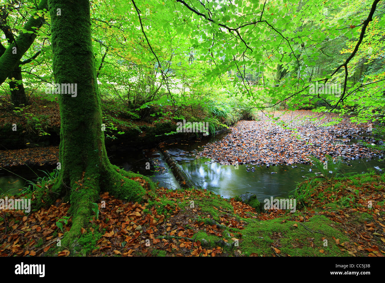 Woodland scene with stream in Autumn . Ireland Stock Photo