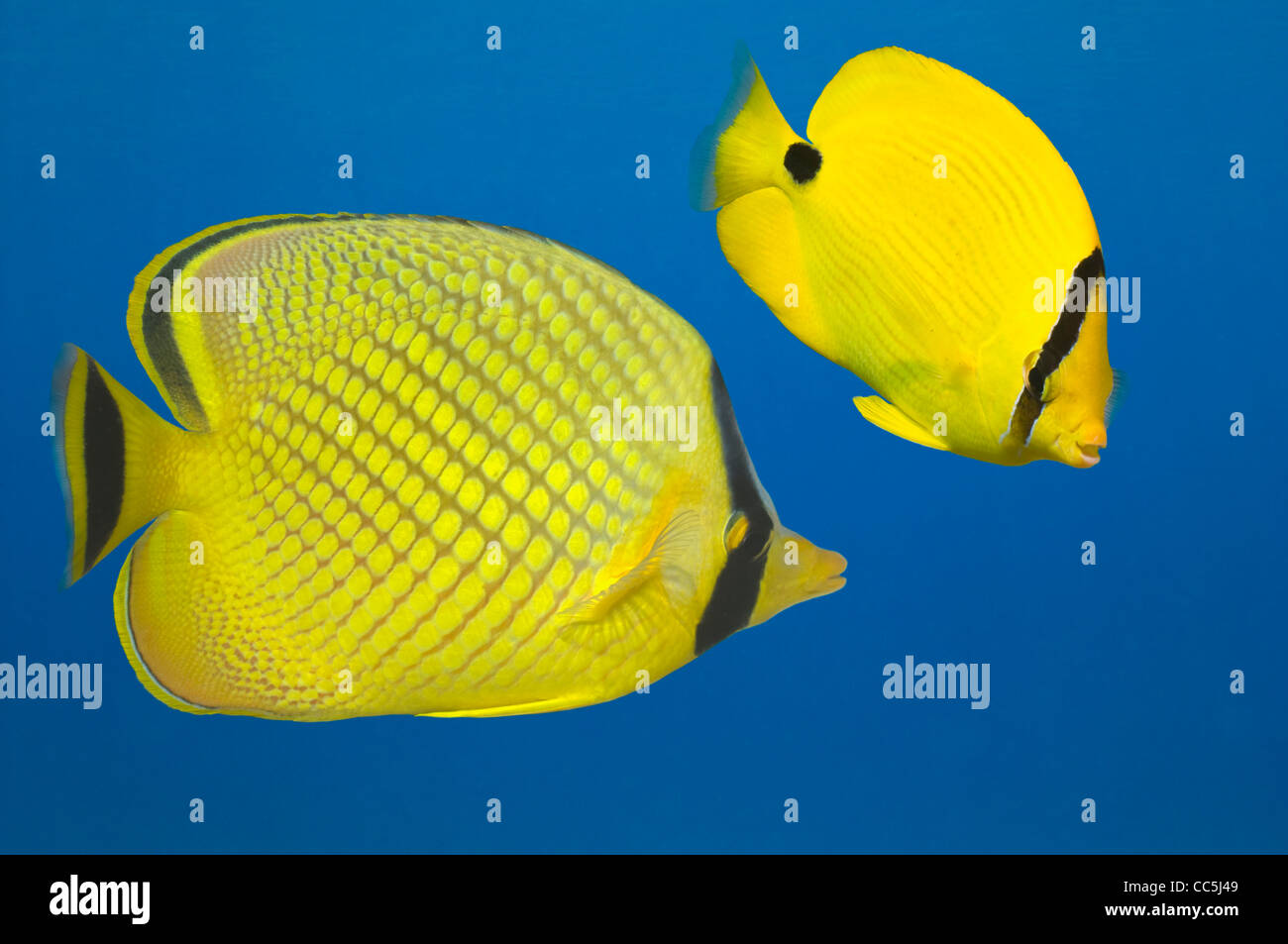 Cut out of Latticed butterflyfish (Chaetodon rafflesi) and  Yellow butterflyfish (Chaetodon andamanensis). Stock Photo