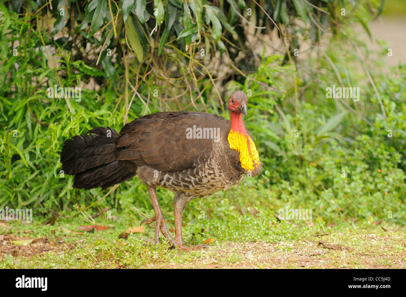 Australian BrushTurkey Alectura lathami Male in breeding plumage