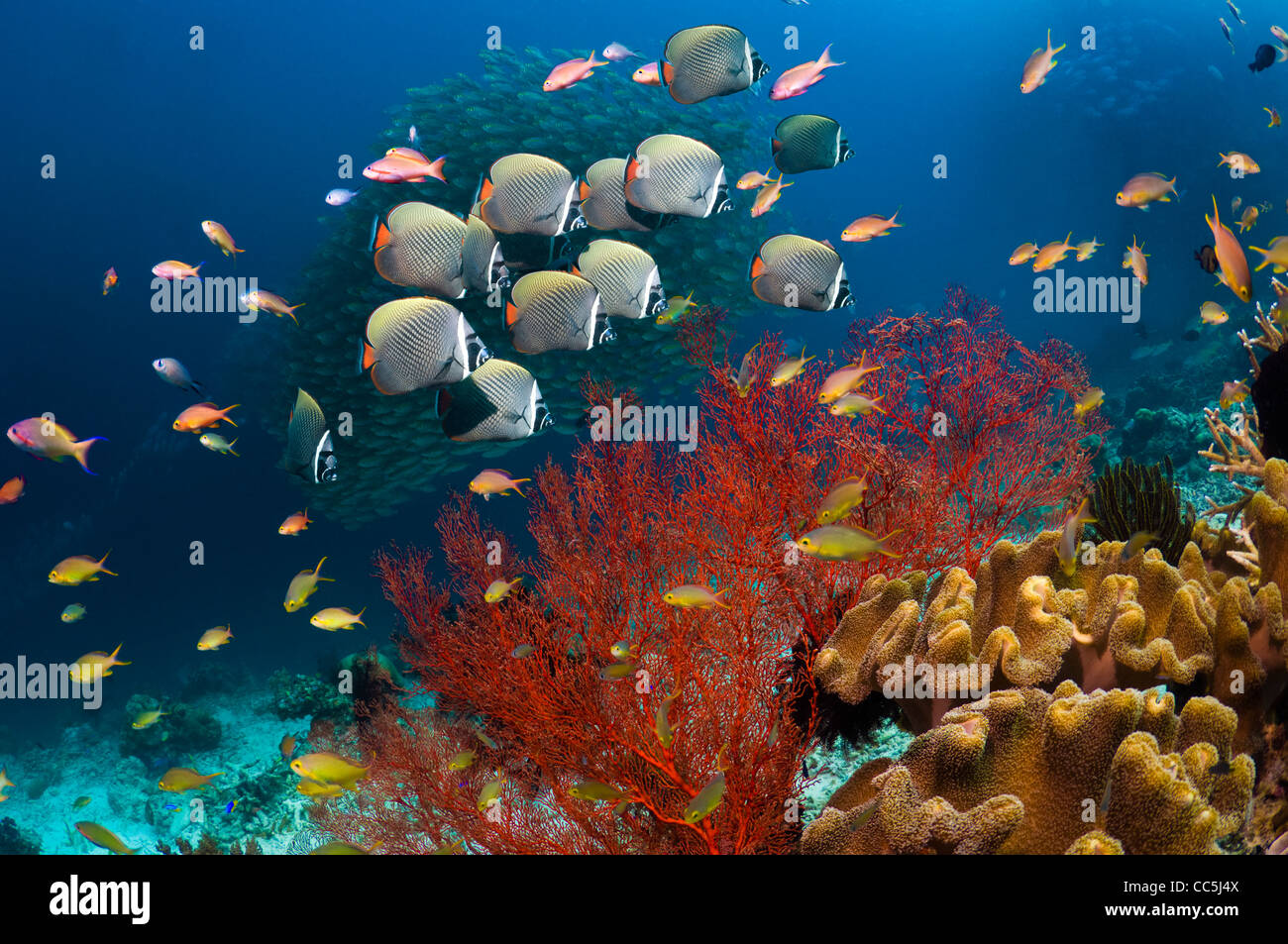 Collared Fish Redtail or Collared butterflyfish and Anthias over coral reef with ...