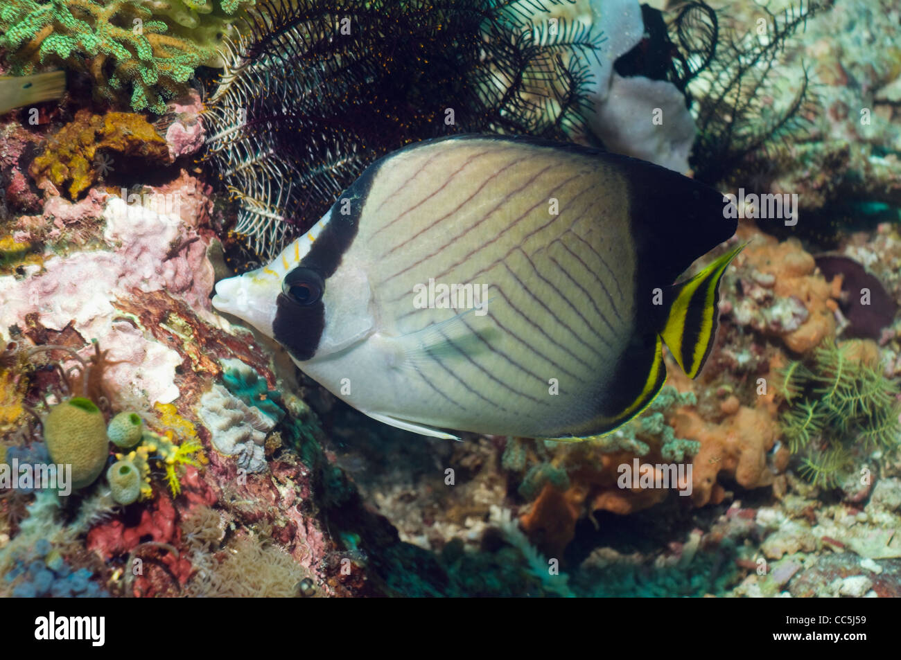 Indian vagabond butterflyfish (Chaetodon decussatus) with a black coral bush. Komodo NP, Indonesia. Stock Photo