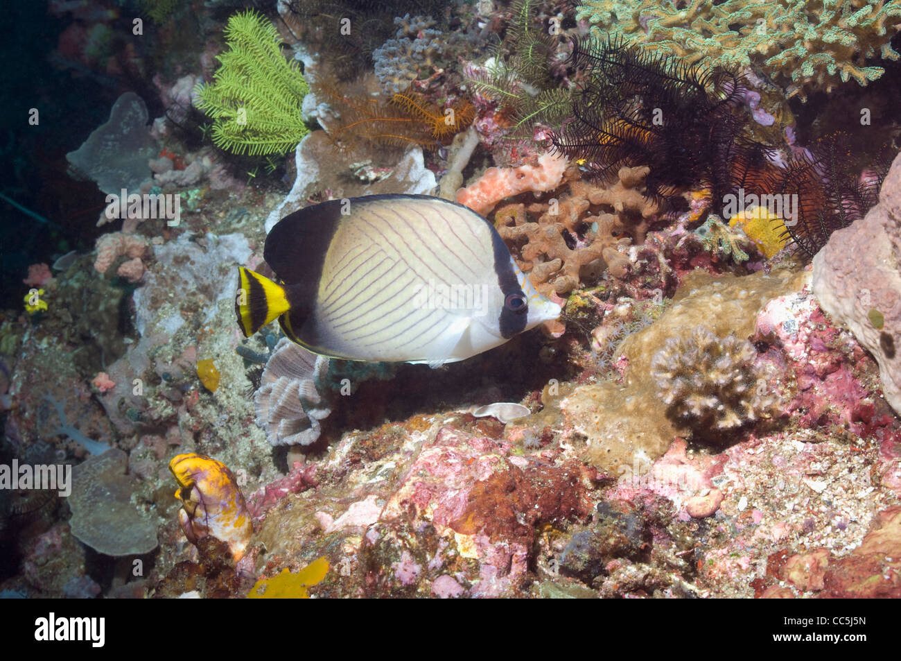 Indian vagabond butterflyfish (Chaetodon decussatus) with a black coral bush. Komodo NP, Indonesia. Stock Photo