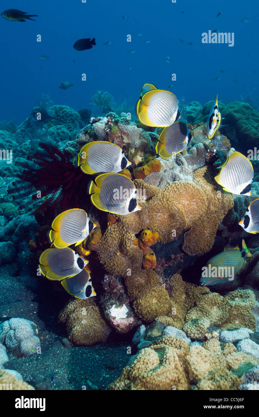 Panda butterflyfish (Chaetodon adiergastos) school at rest over coral reef. Bali, Indonesia. Stock Photo