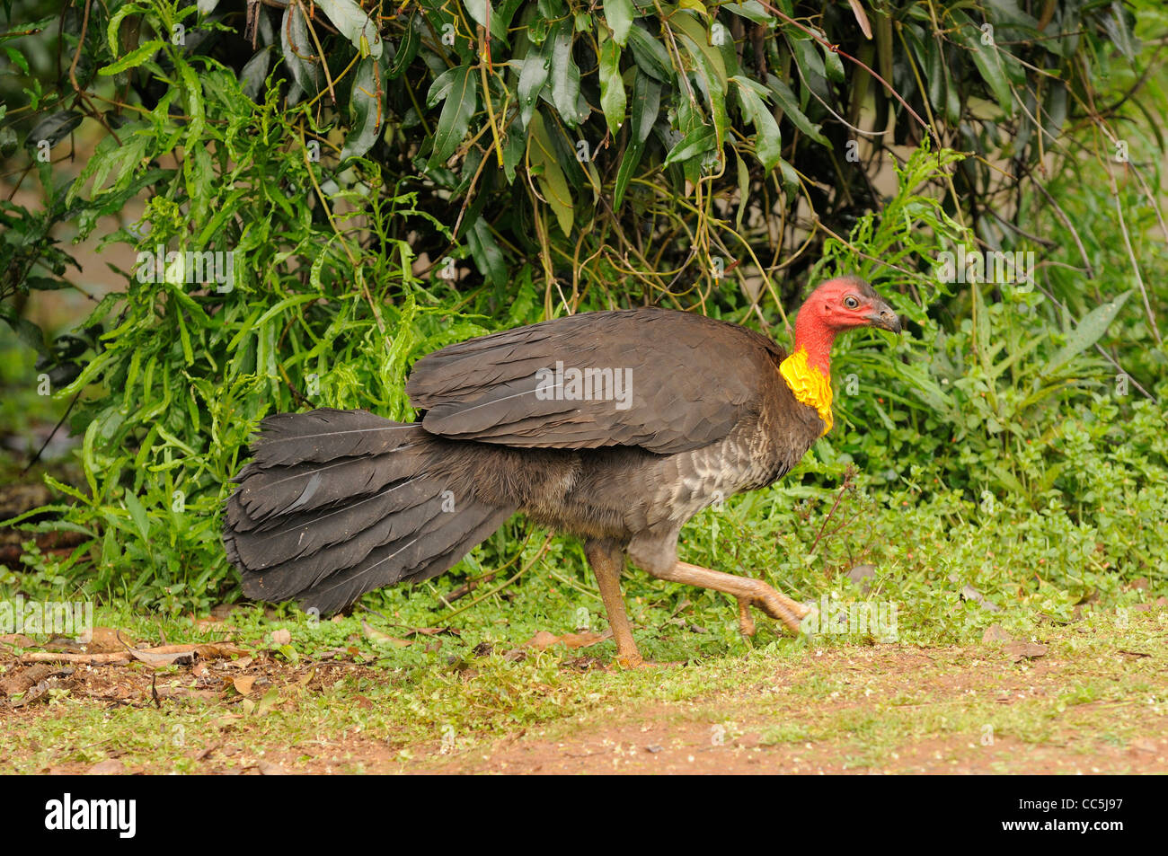 Australian BrushTurkey Alectura lathami Male in breeding plumage