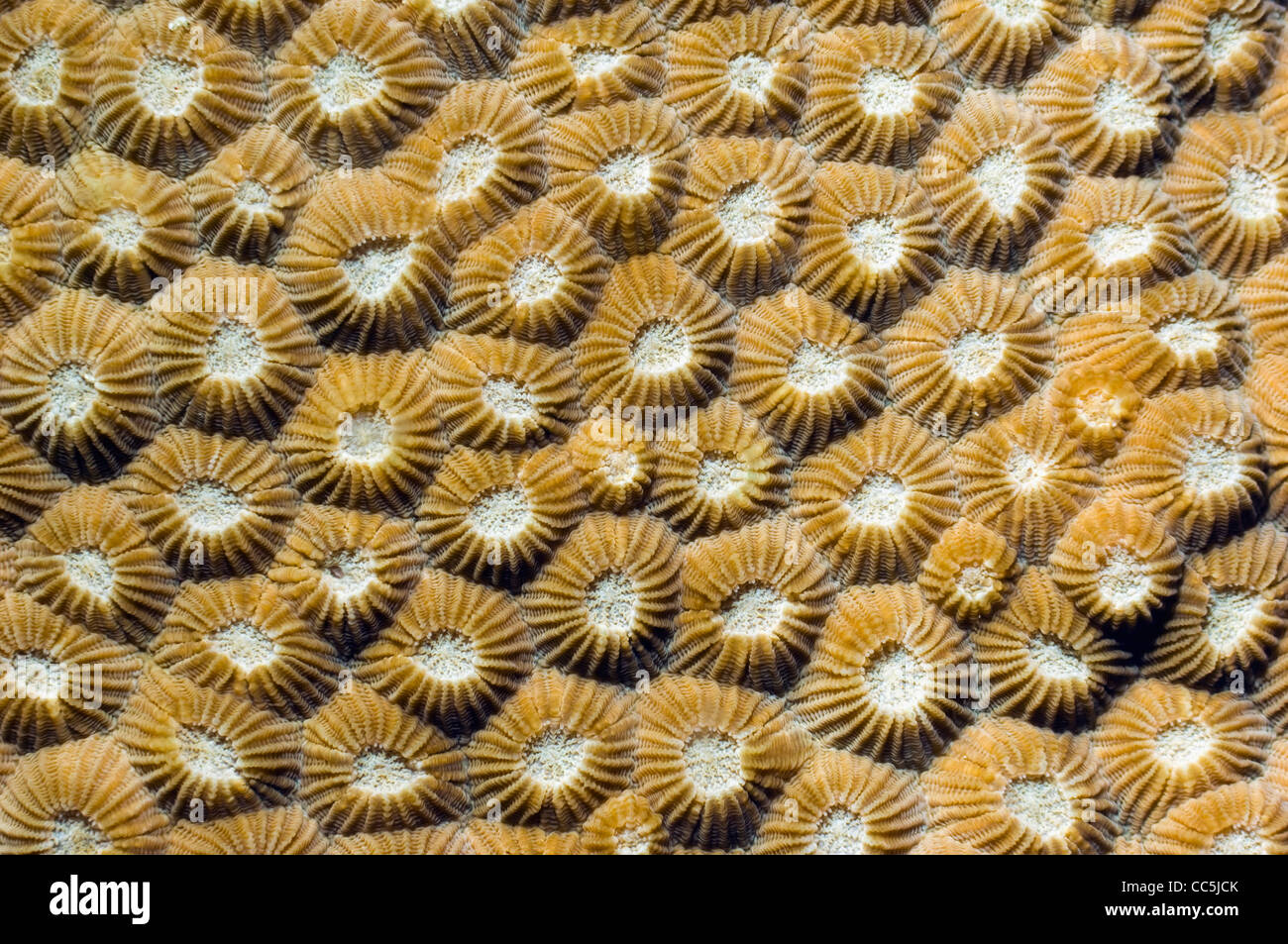 Stony coral - Diploastrea heliopora. Family Faviidae. Rinca, Komodo National Park, Indonesia. Stock Photo