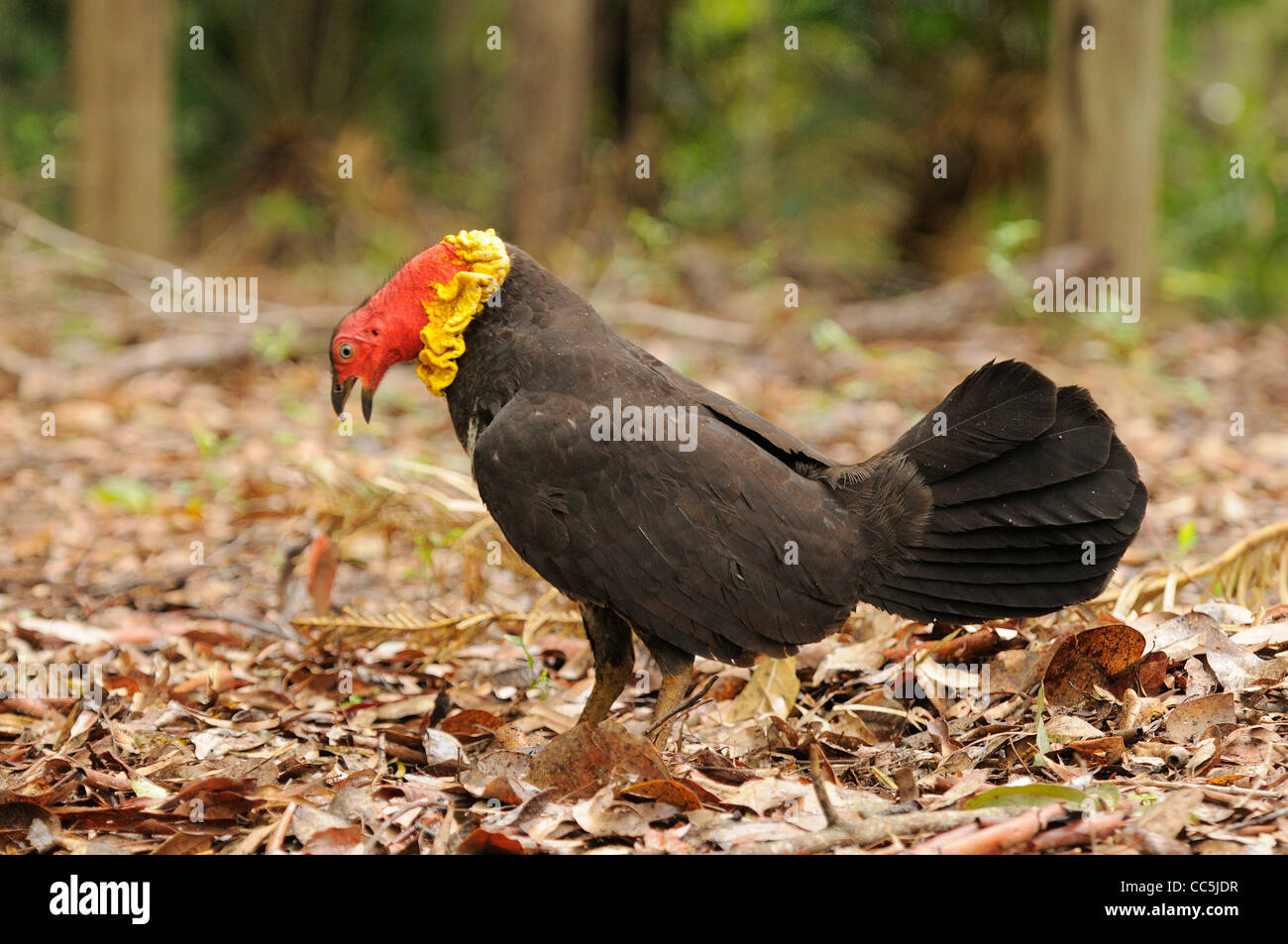 Australian BrushTurkey Alectura lathami Male displaying in breeding