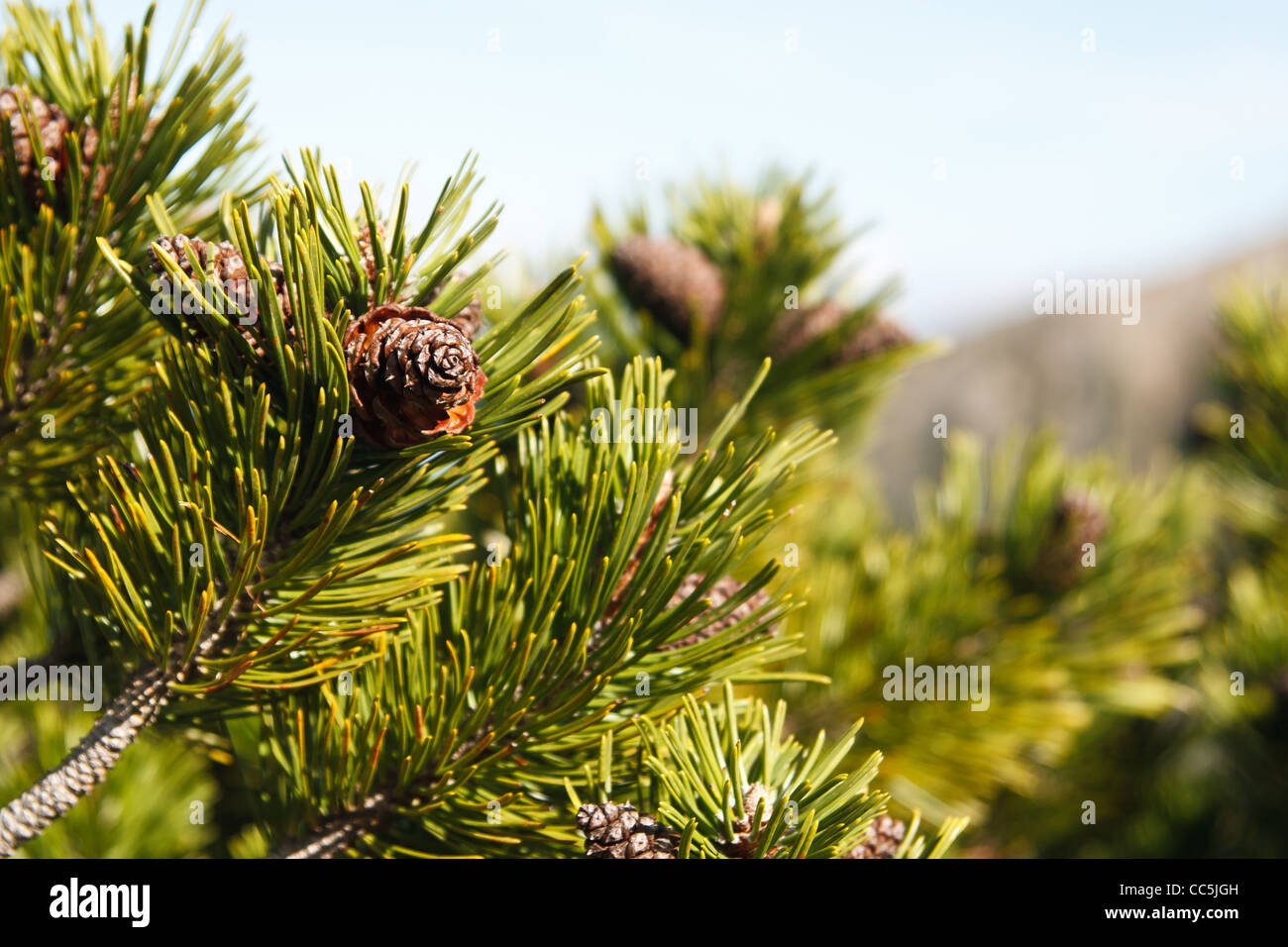 Close up of dwarf mountain pine (Pinus mugo) branches with cones. Stock Photo