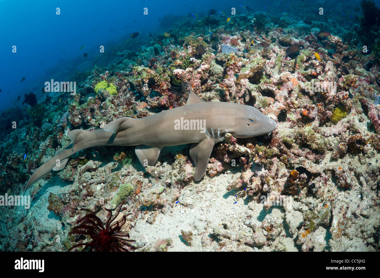 Brownbanded bamboo shark (Chiloscyllium punctatum). Indonesia. Stock Photo