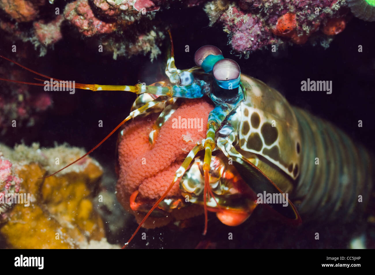 Mantis shrimp (Odontodactylus scyllarus) holding its eggs. Manado, North Sulawesi, Indonesia. Stock Photo