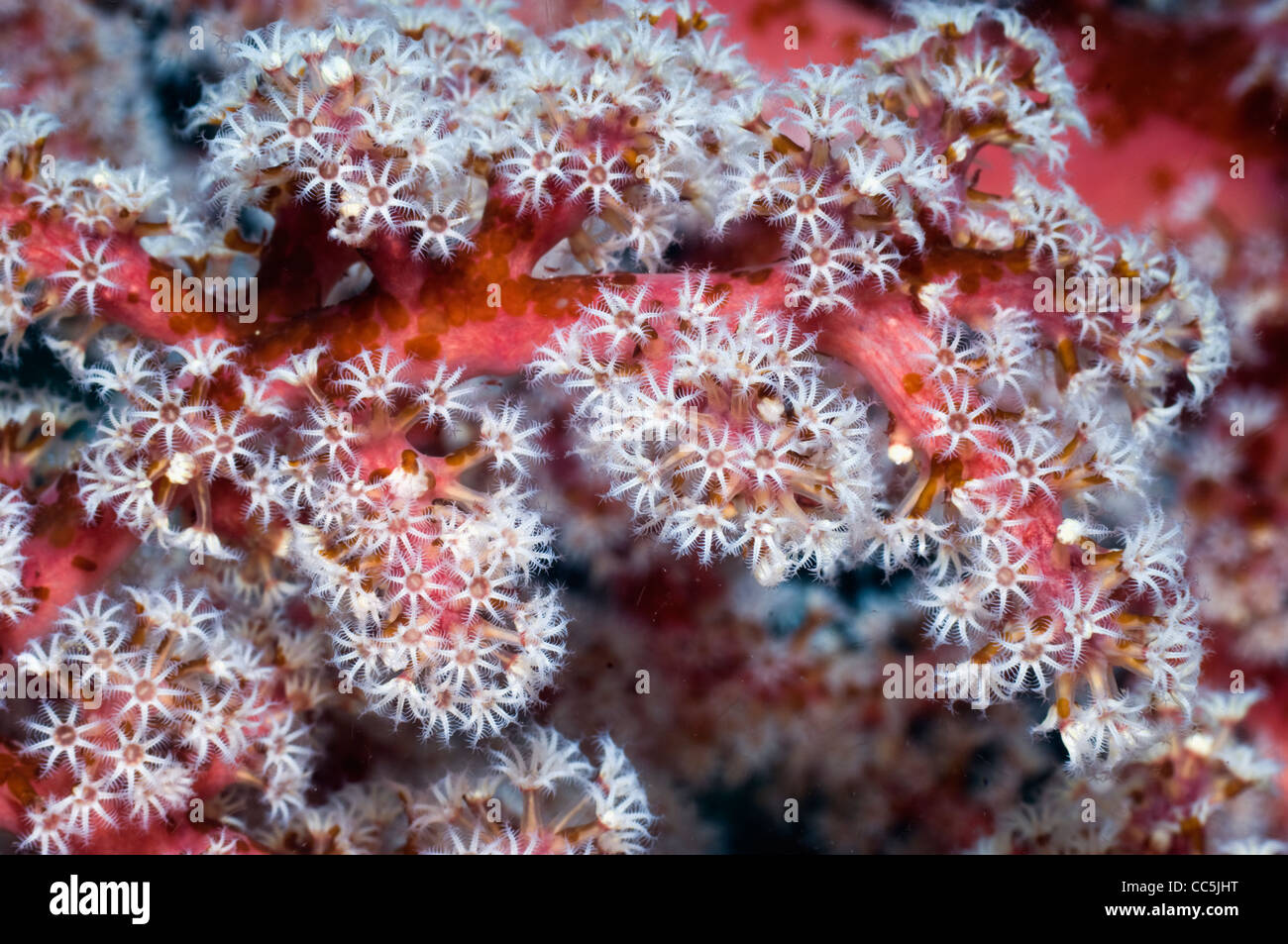 Pink soft coral with polyps clustered on the end of the branches. Acoel flatworms on the branches and polyps. Indonesia. Stock Photo