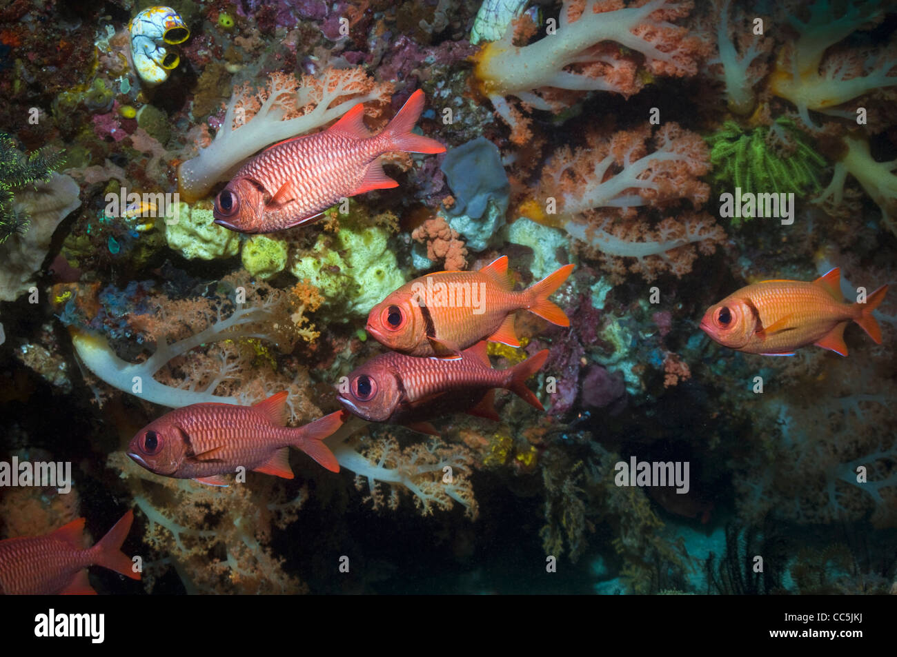 Bigscale soldier fish on coral reef wall with tree coral Stock Photo