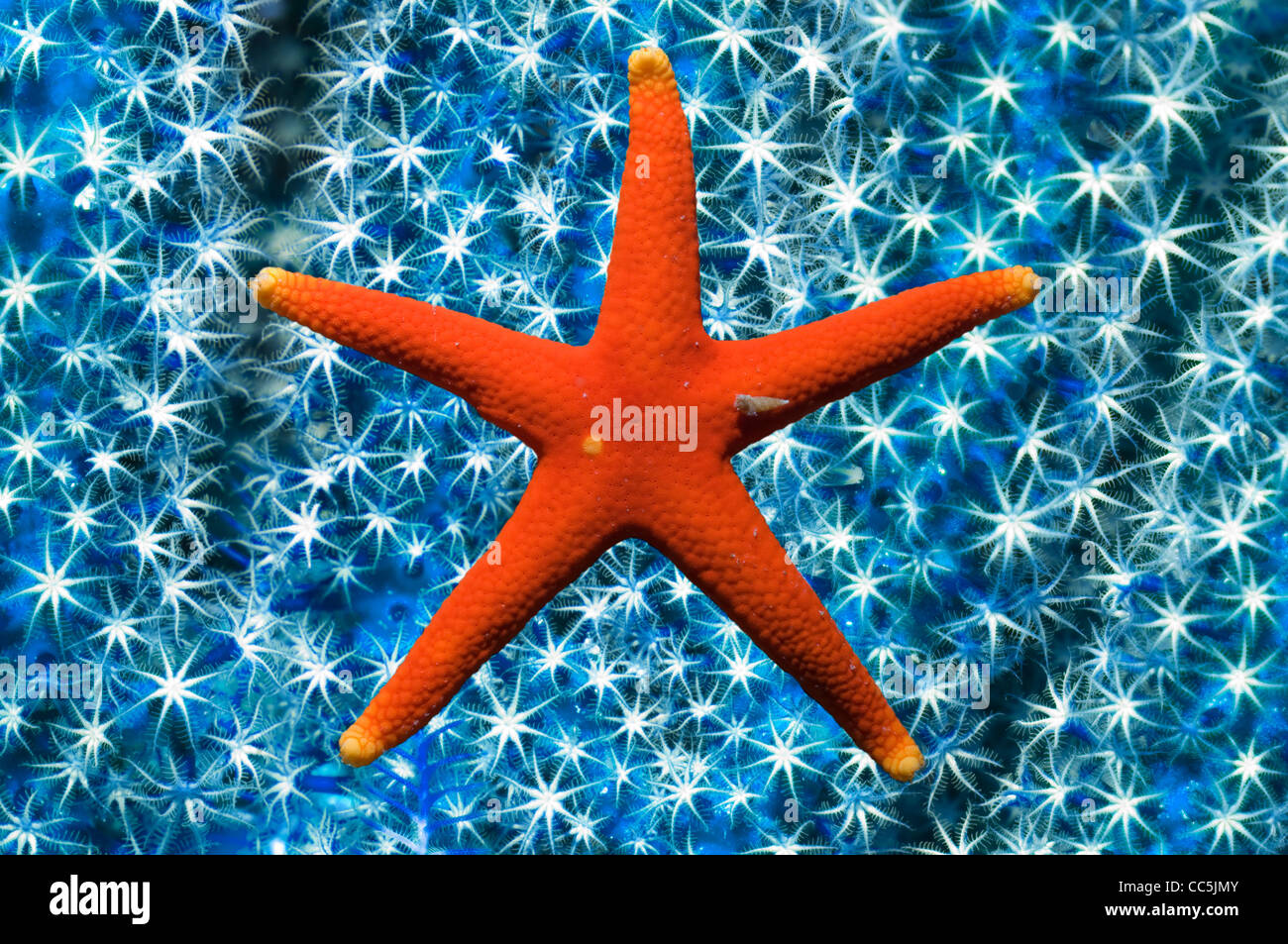 Starfish on coral polyp background. Stock Photo