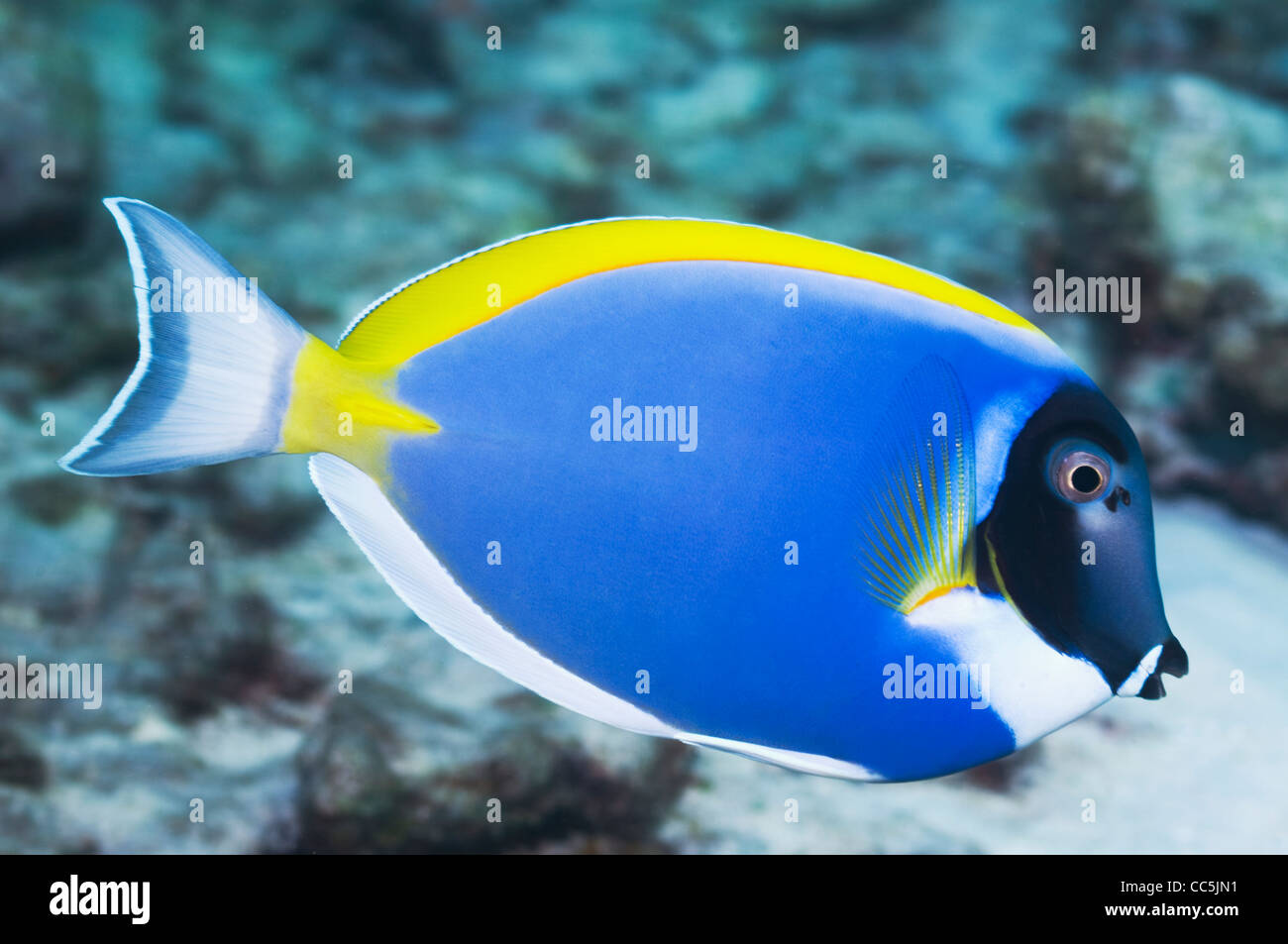 Powder-blue surgeonfish (Acanthurus leucosternon). Andaman Sea, Thailand. Stock Photo