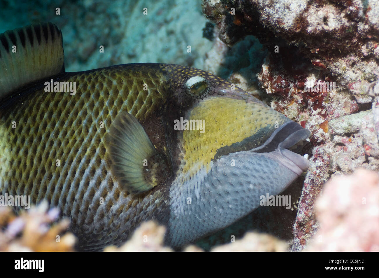 Giant or Moustache triggerfish crunching coral rock.  Andaman Sea Thailand Stock Photo