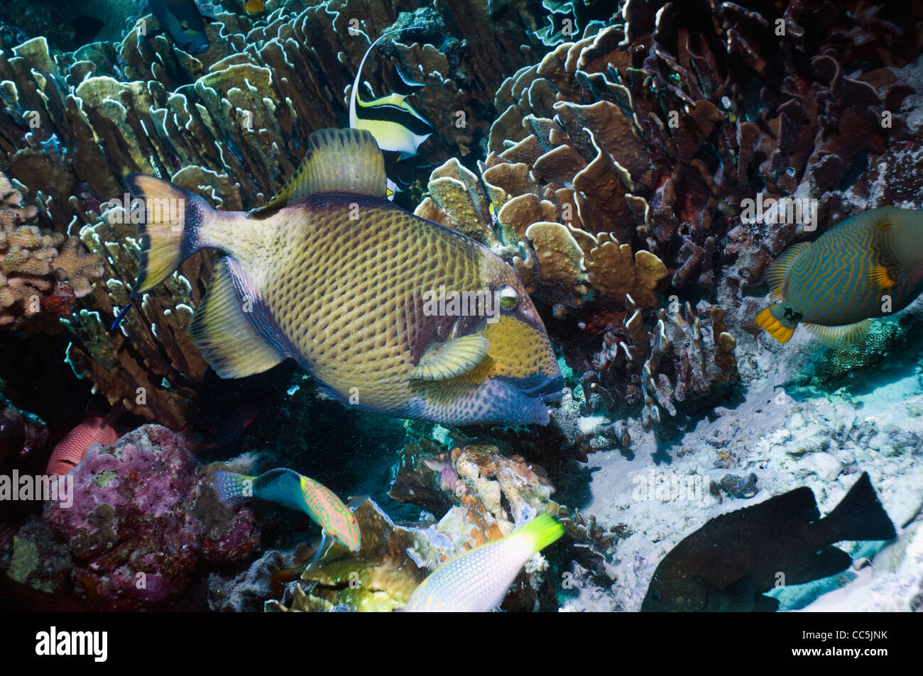 Giant triggerfish (Balistoides viridescens). Andaman Sea, Thailand. Stock Photo