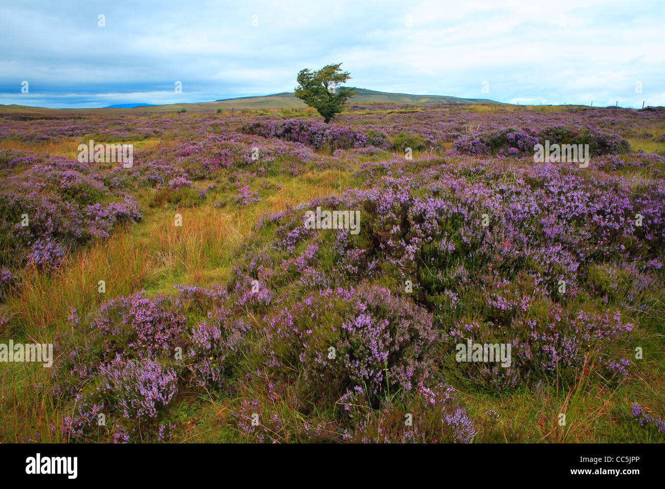 purple heather in bloom on a mountain in Ireland Stock Photo