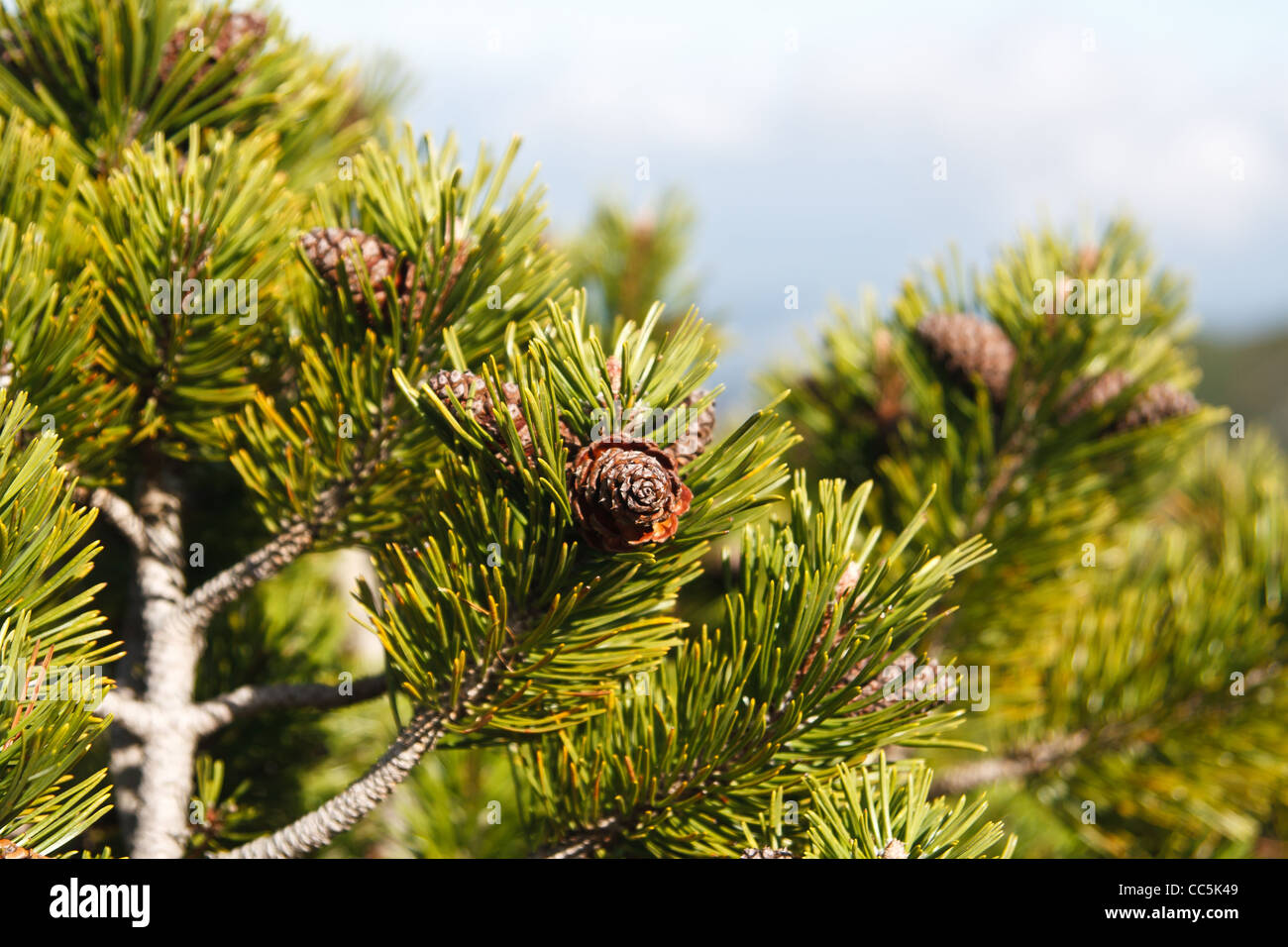 Close up of dwarf mountain pine (Pinus mugo) branches with cones. Stock Photo