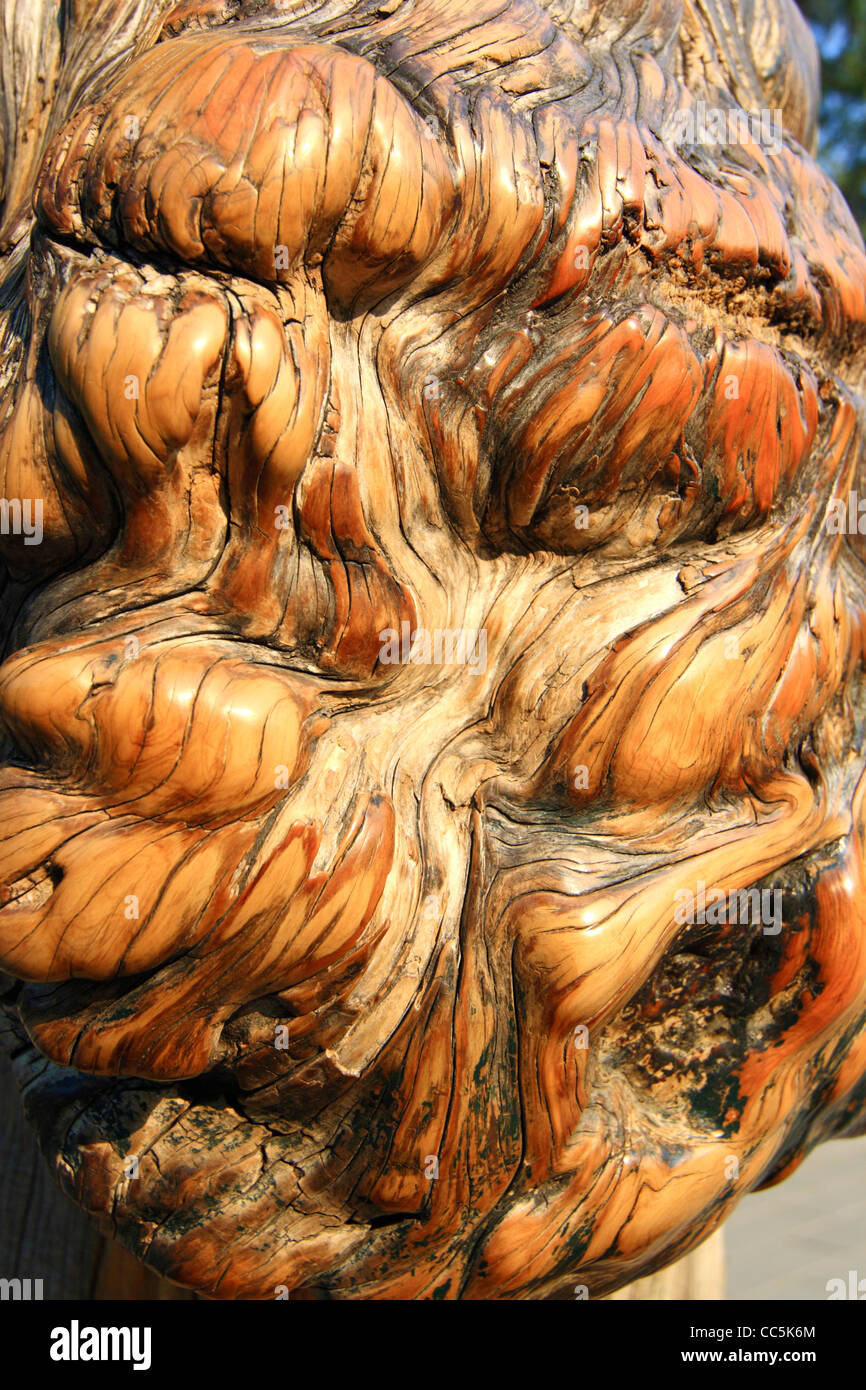 Close-up of a tree tumour, Temple of Heaven, Beijing, China Stock Photo