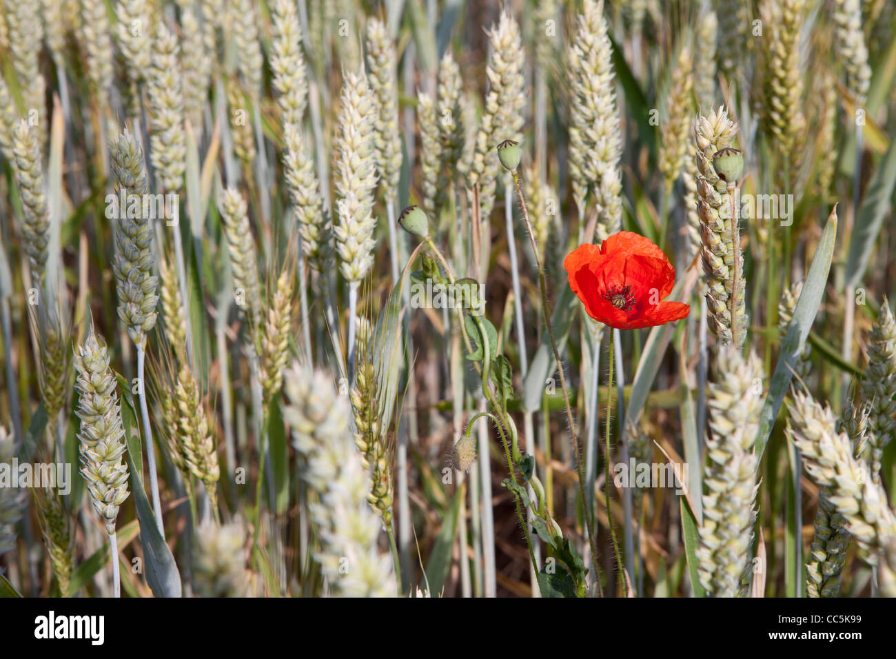 Crop of cereals in La Rioja, Spain Stock Photo