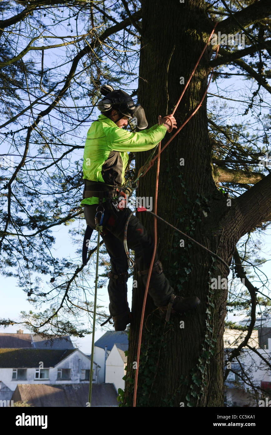 Tree surgeon felling in Saundersfoot Pembrokeshire Wales Stock Photo