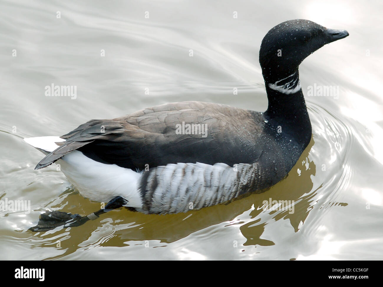 Black Brant (Branta bernicla orientalis on the Slimbridge information board but B.b.nigricans in Wikipedia), at Slimbridge Wildfowl and Wetlands Centre, Gloucestershire, England. Stock Photo