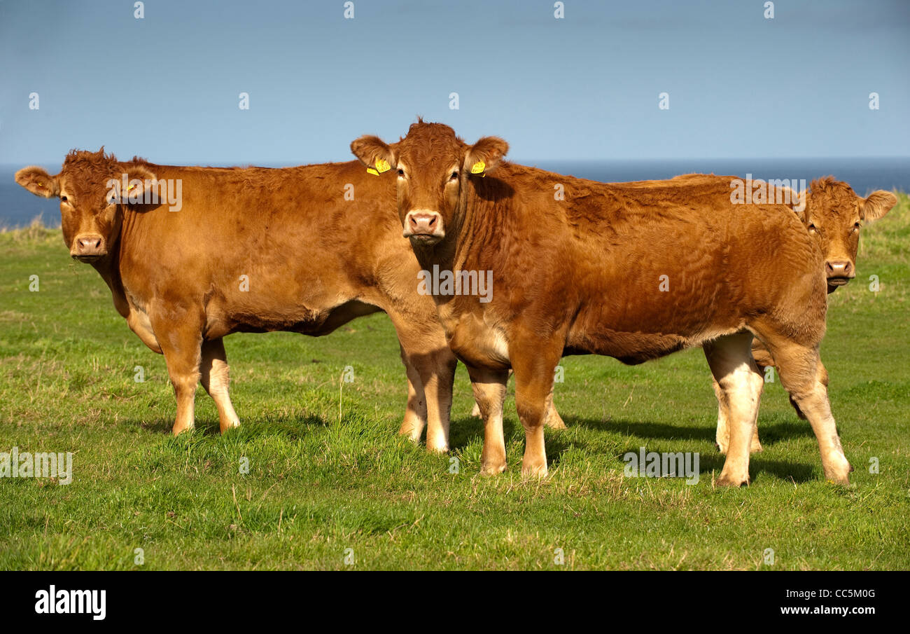 Limousin beef cattle grazing in coastal pasture on the east coast of Scotland. Stock Photo