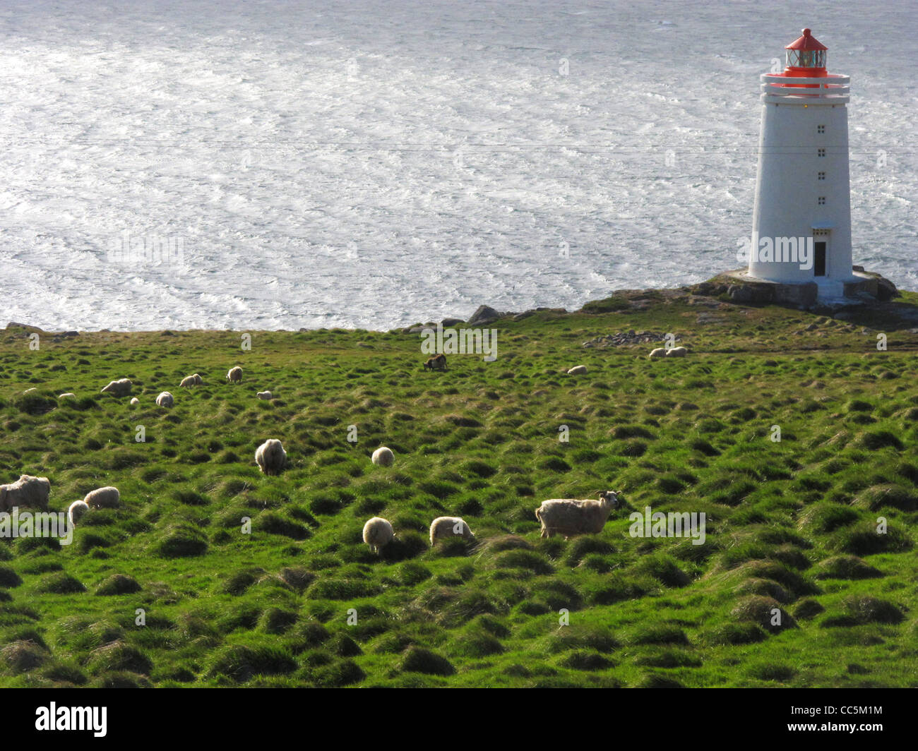Sheep grazing in foreground and a small Icelandic lighthouse in background. Hvammstangi, Vatnsnes peninsula, Northern Iceland. Stock Photo