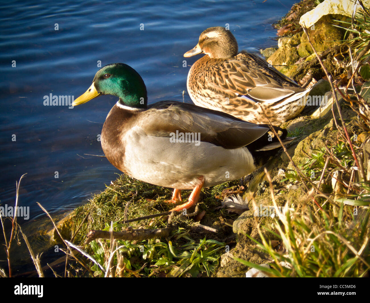 Male and female Mallard ducks on bank at edge of water, on a bright sunny day in the UK. Stock Photo