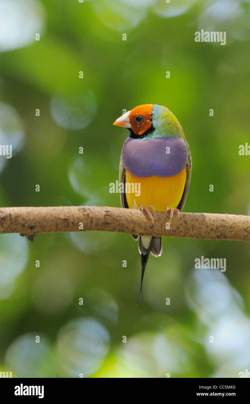 Gouldian Finch Erythrura gouldiae Endangered species Photographed in northern Queensland, Australia Stock Photo