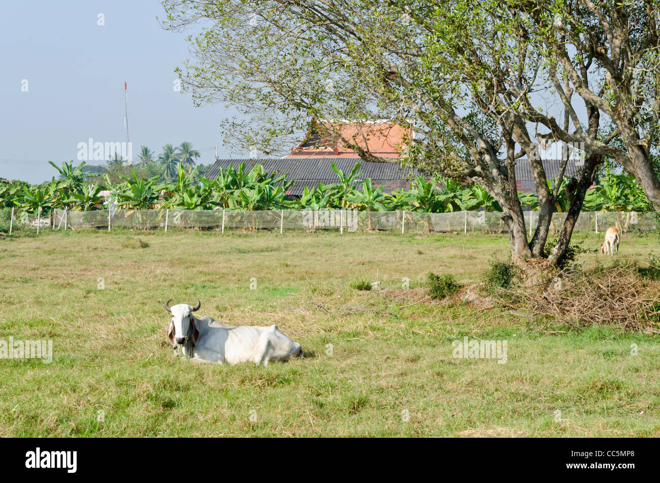 A large white Brahman cow with curved horns and large floppy ears sitting in a field looks at camera in northern Thailand Stock Photo
