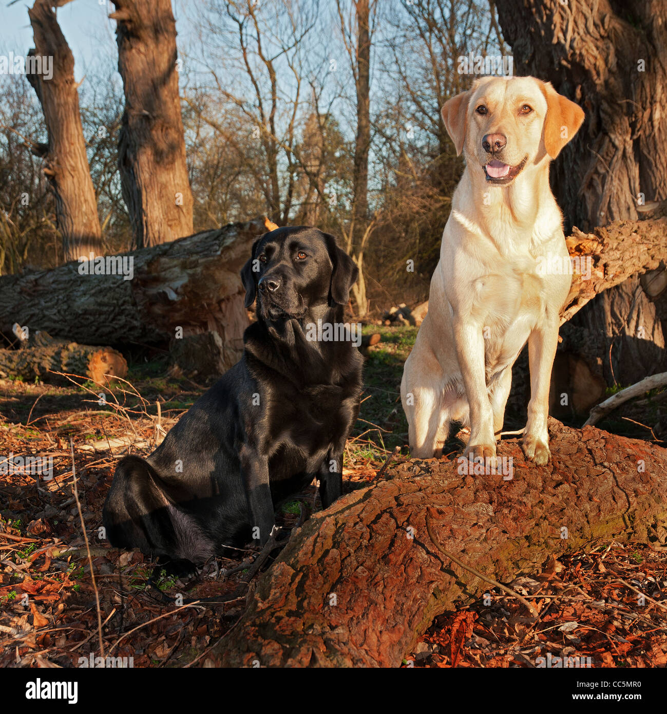 Black and Golden Labradors in the early morning, winter sunlight Stock