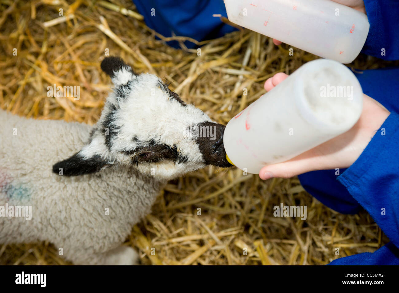 Lamb being fed using bottle Stock Photo