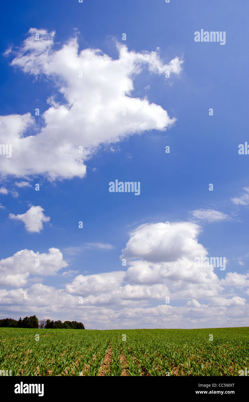 spring crop field and clouds landscape Stock Photo - Alamy