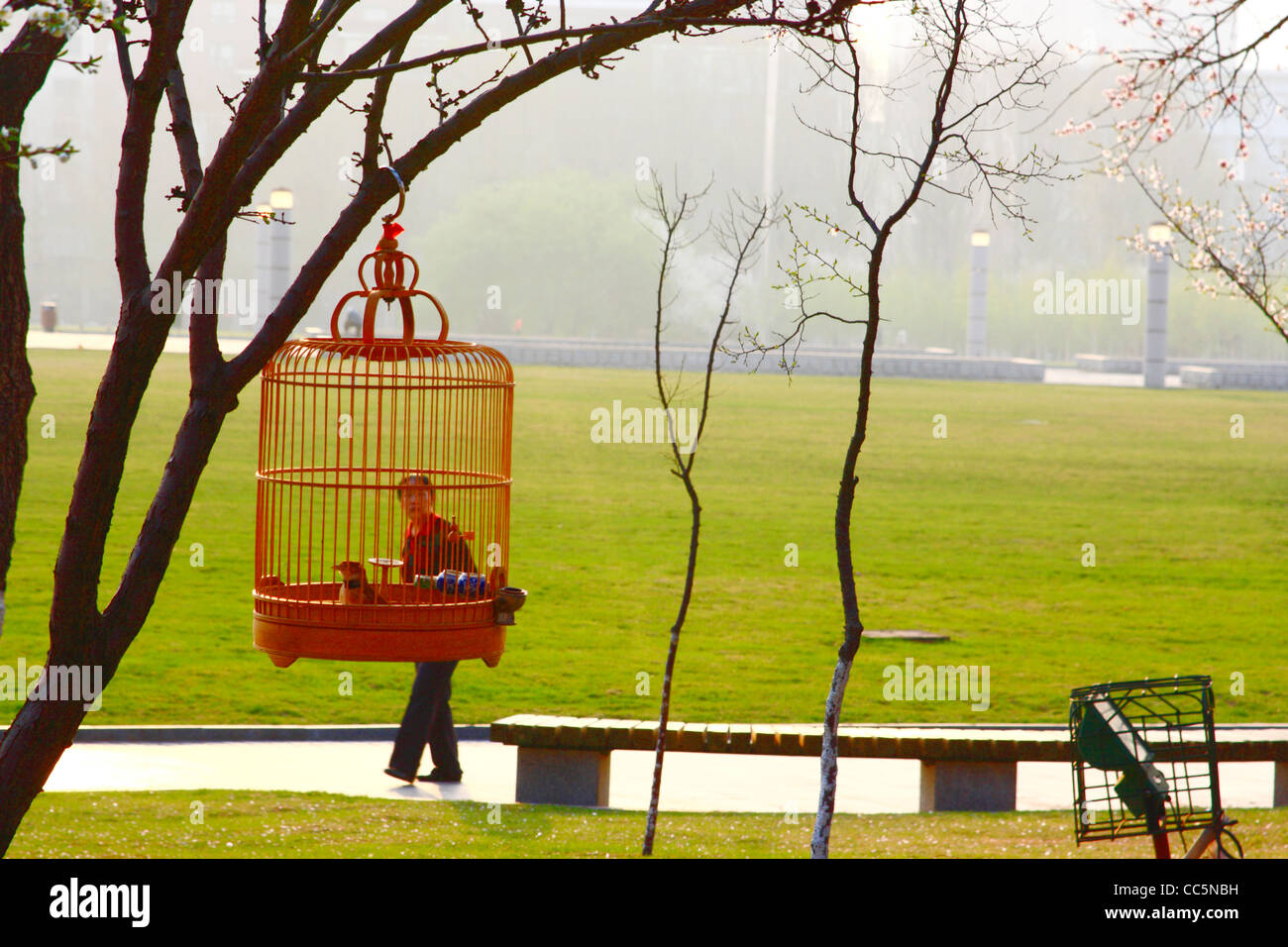 Bird cage hanging on branch, Changchun, Jilin , China Stock Photo