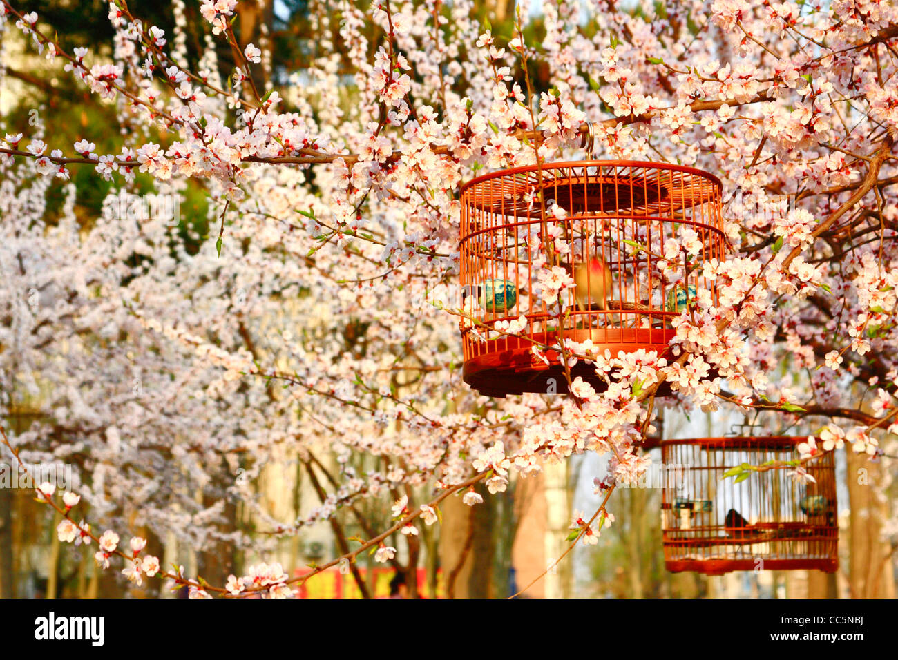 Bird cage hanging on branch of peach tree, Changchun, Jilin , China Stock Photo