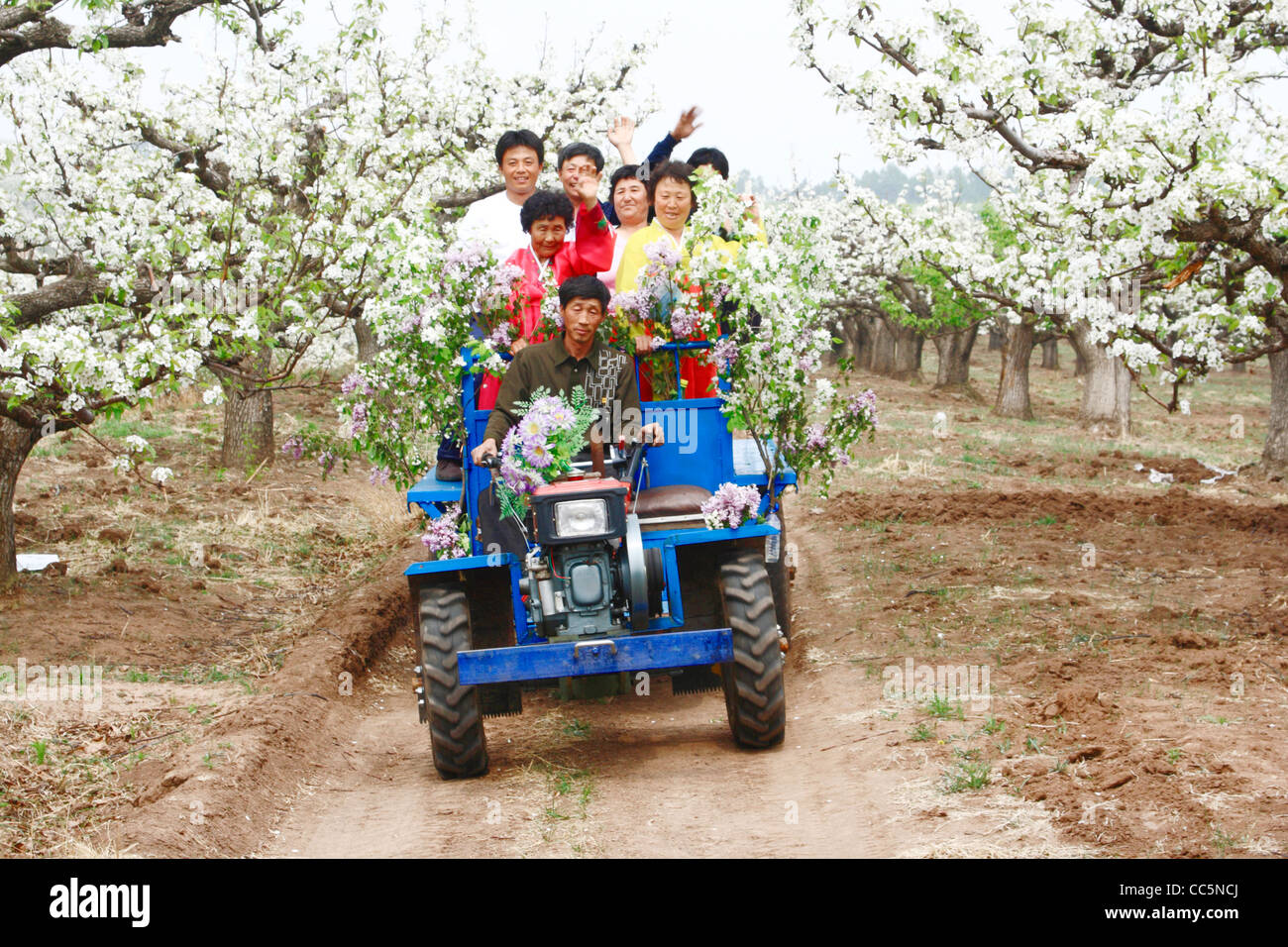 Koreans on a tractor, Yanbian, Jilin , China Stock Photo