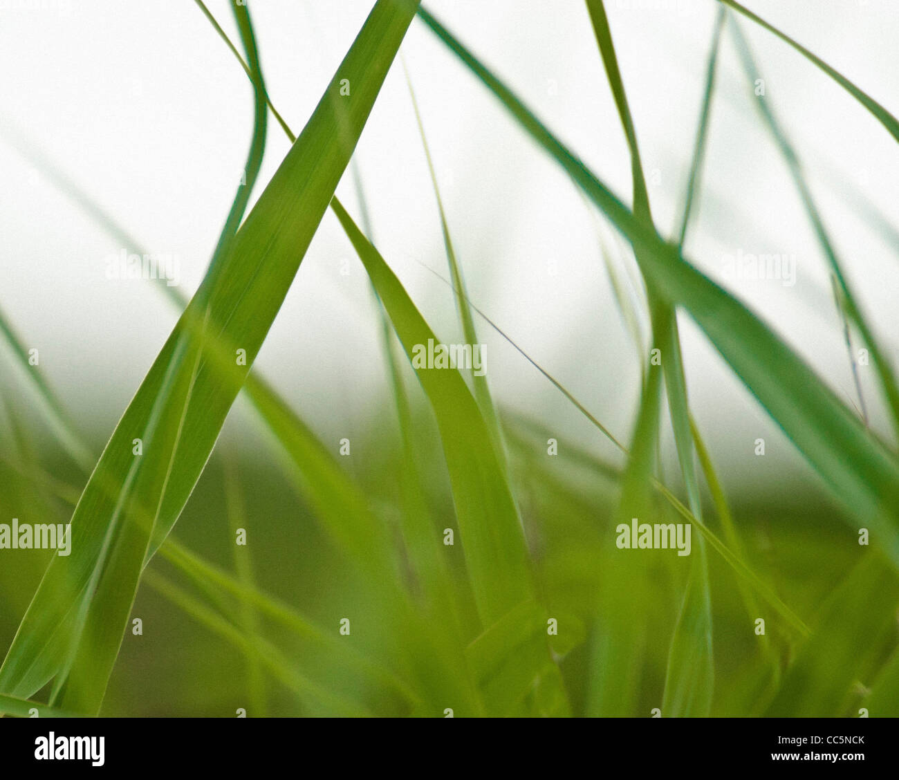 Closeup of blades of grass Stock Photo Alamy