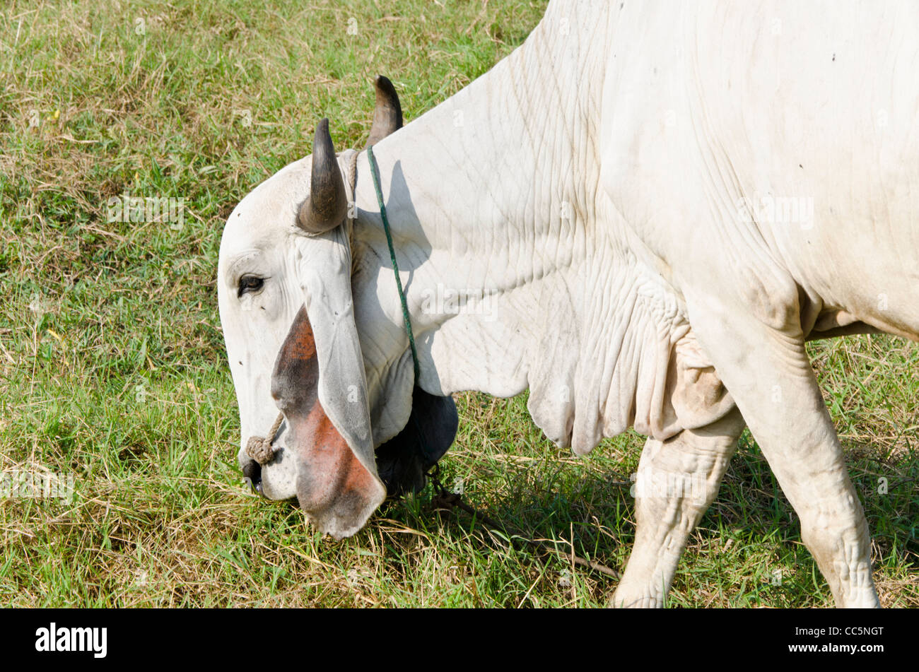 A large white Brahman cow with curved horns and large floppy ears grazing in a field in northern Thailand Stock Photo