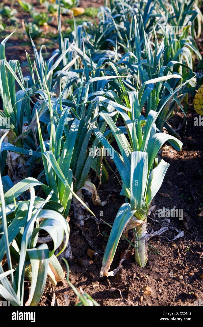 Winter crops allotment garden plots Stock Photo