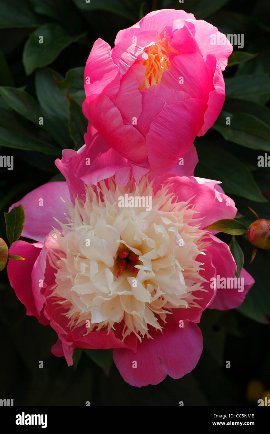 Cultivated Peony (Paeonia sp.) flowering in a garden. Multi-coloured variety. England. June. Stock Photo