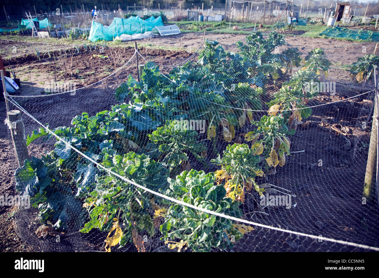 Brassica winter netting hires stock photography and images Alamy