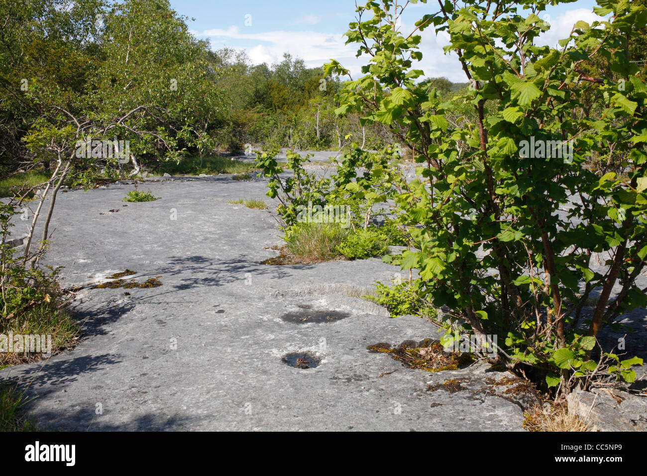 Hazel and Birch trees growing from limestone pavement. Gait Burrows National Nature Reserve. Cumbria, England. June. Stock Photo