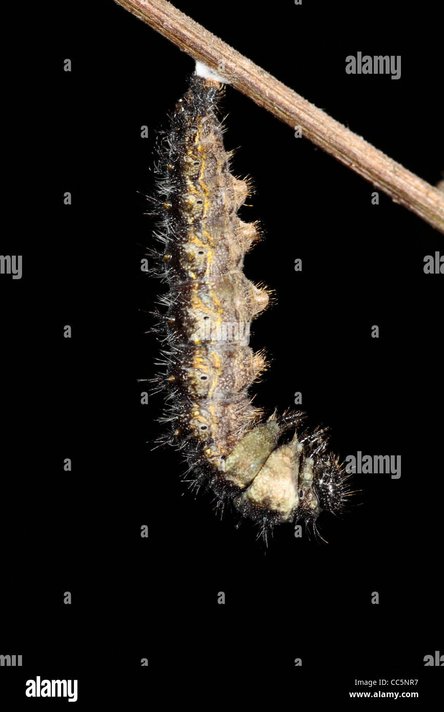 Metamorphosis of a Small Tortoiseshell butterfly (Aglais urticae) larva into a pupa. 1 of 7. Stock Photo