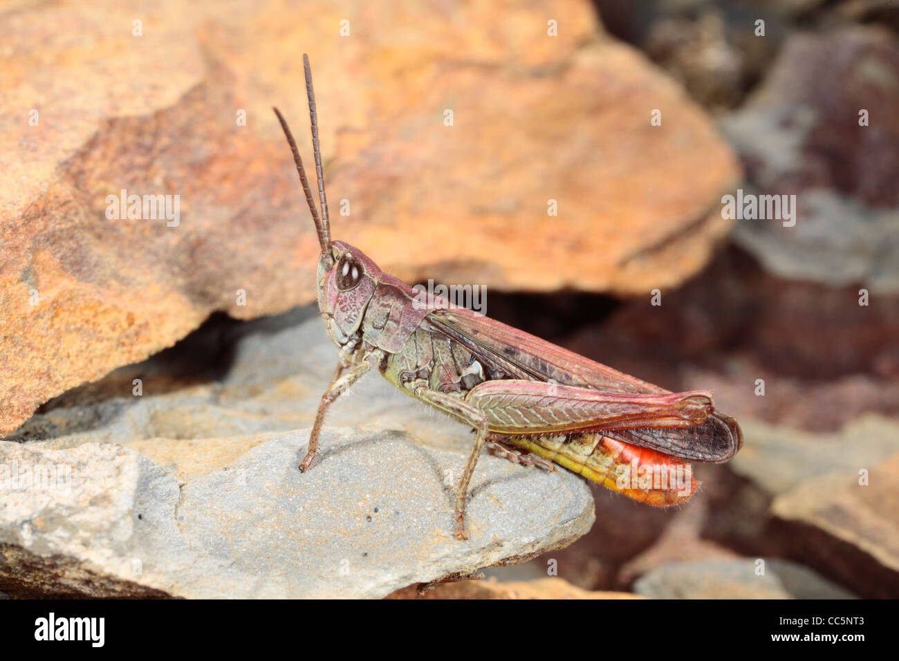 Male Field Grasshopper (Chorthippus brunneus). Puple form. Powys, Wales. Stock Photo