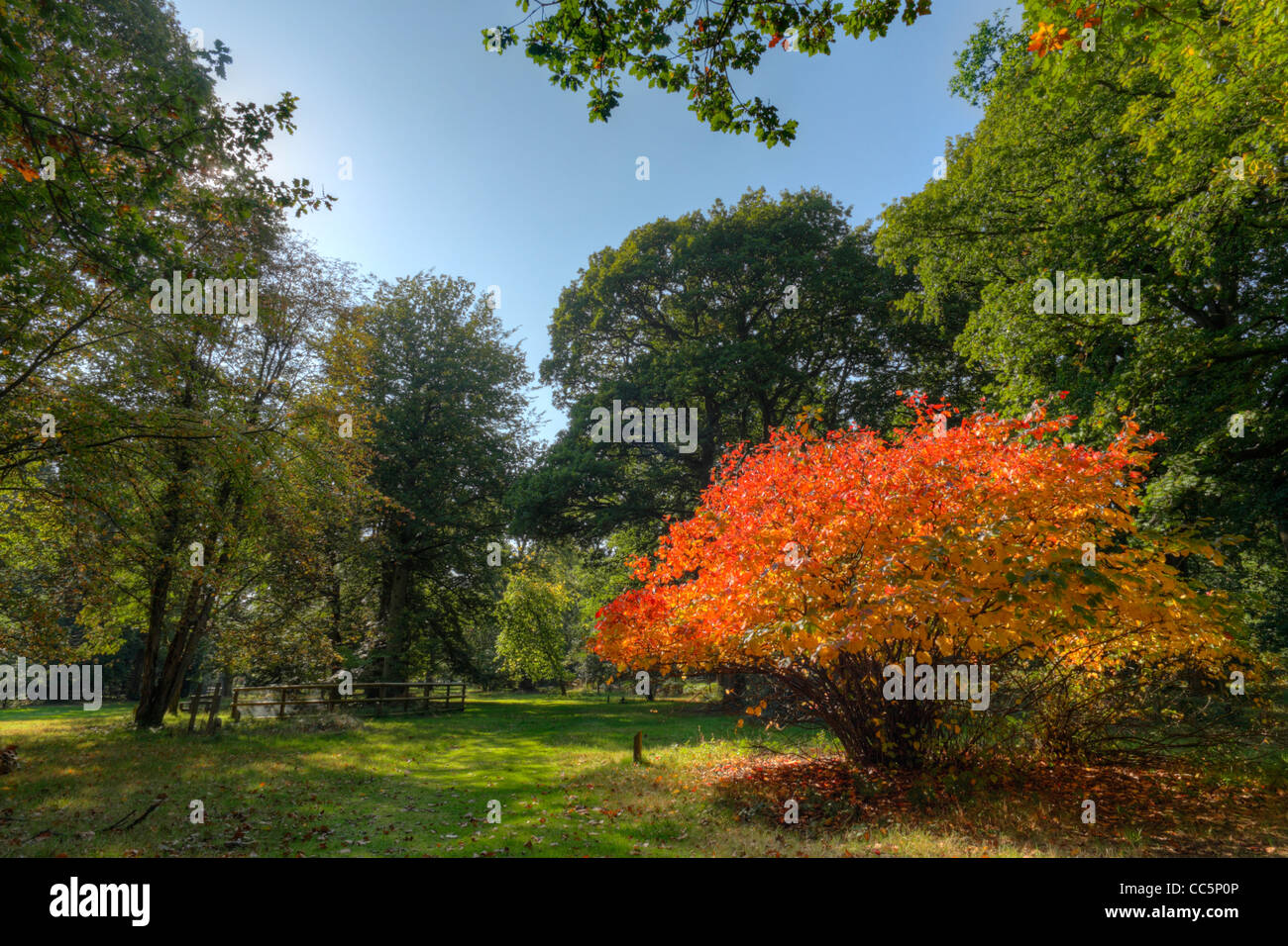 Autumn in the Cyril Hart Arboretum, with a Large Fothergilla in autumnal foliage. Forest of Dean, Gloucestershire, England. Stock Photo